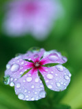 Detail of Flower and Rain Drops