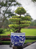 Bonsai Tree at Thai Hoa Palace