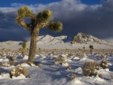 Joshua Trees at Darwin Plateau Covered with Snow after Winter Storm