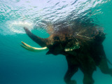 Male Indian Elephant (Elephas Maximus Indicus) Swimming Underwater