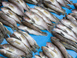 Fish Market on Tarqui Beach
