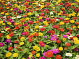 Colourful Flowers at Ho Chi Minh City's Zoo and Botanic Gardens