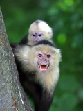White-Faced Capuchin (Cebus Capucinus) Protects its Baby at Monkey Island Near Merida