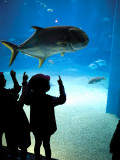 Excited School Children Gazing at Fish at Osaka Aquarium