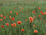 Field of Red Poppies Near Lagow
