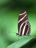 Close-Up of Buttefly Resting on Leaf