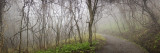 Misty Path Down Mount Hakodate