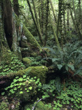 Temperate Rainforest with Ferns and Moss-Covered Tree Trunks