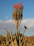 Blooming Aloe Littoralis
