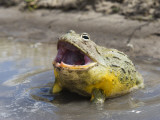 African Bullfrog (Pyxicephalus Adspersus)