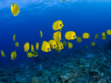 Masked Butterfly Fish