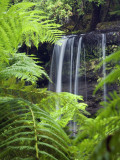 Russell Falls Through Ferns