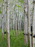 Rubber Trees
