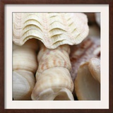Shells I