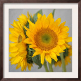 Sunny Sunflower III