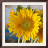 Sunny Sunflower I