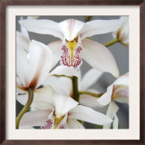 Orchid Closeup I