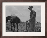 Son of Sharecropper Family at Work Cultivating a Cotton Field  Chesnee  South Carolina  June 1937