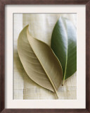 Magnolia Leaves I