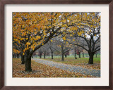 Autumn Path II