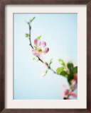 Cherry Blossom