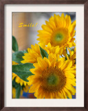 Smile: Sunny Sunflower