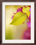 Bougainvillea