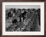 Carrot Pullers Harvesting in Coachella Valley  California  Feb 1937