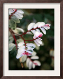 Pink and White Flower