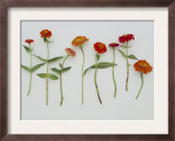 Zinnia Row on White