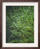 Marshland Grasses