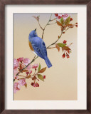Blue Bird on Cherry Blossom Branch