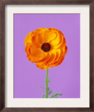 Orange Flower
