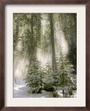 Winter Forest I