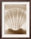 Luminescent Irish Deep Seashell