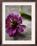 Purple Zinnia