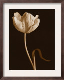 Tulip Dance