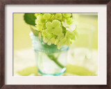 Hydrangea Springtime