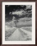 Roadside with Tree