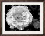 Delicate Petals I