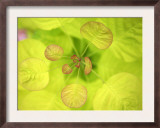 Fresh Bloom II
