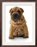 Brown Shar Pei