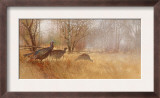 Wild Turkeys