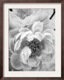 Delicate Blossom III
