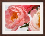 Delicate Blossom II