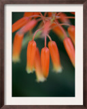 Flaming Flower Buds I