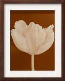 Tulip Serenity