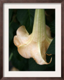Trumpet Flower Single II
