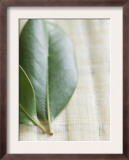 Magnolia Leaves II