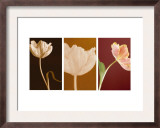 Dancing Tulips Triptych